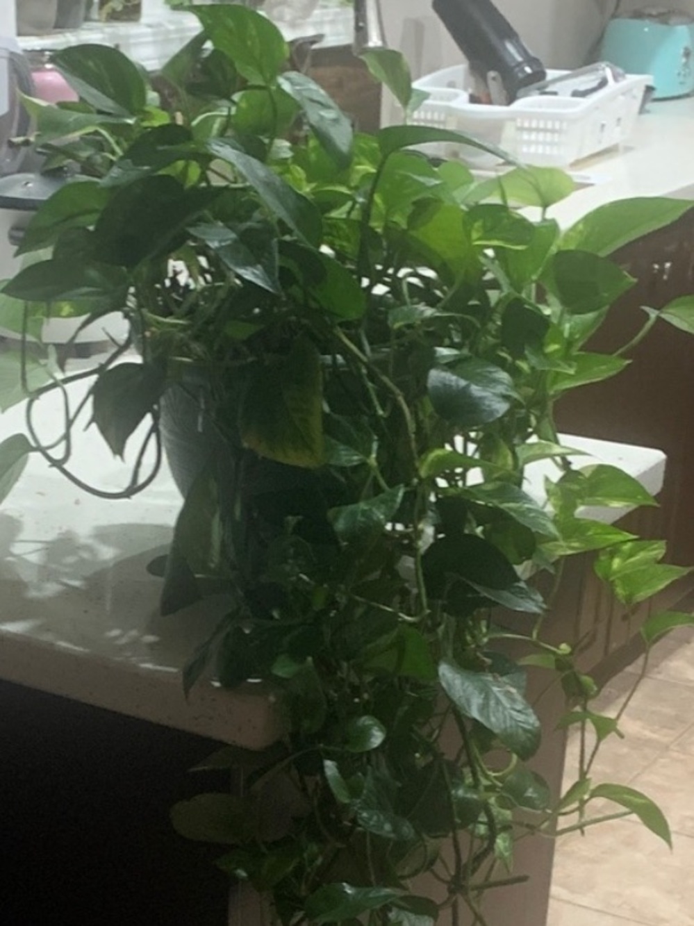 LIVE lush Green Pothos Plant - plants delivery to Ontario only due to distance